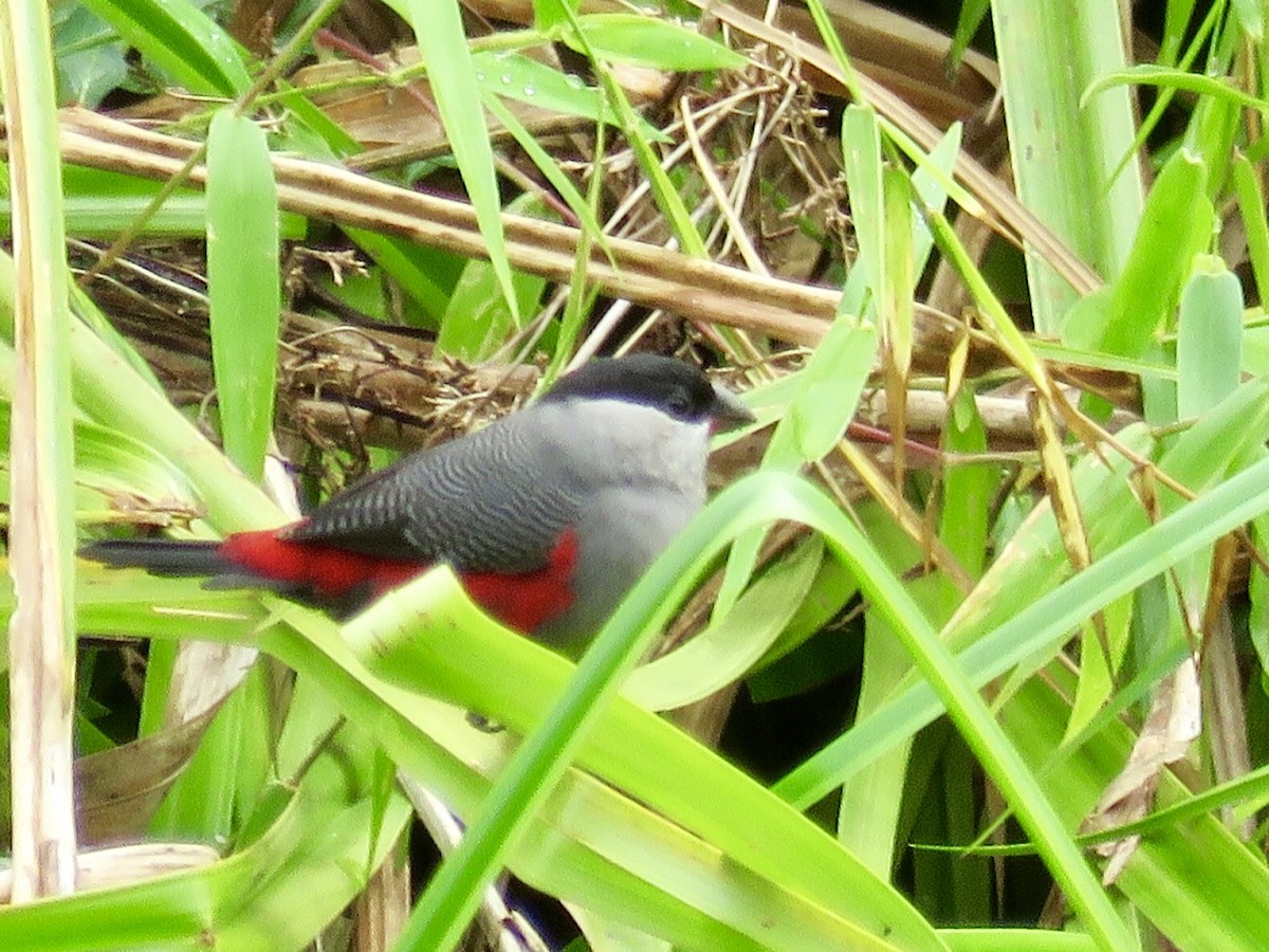 Black-headed Waxbill - ML119666091