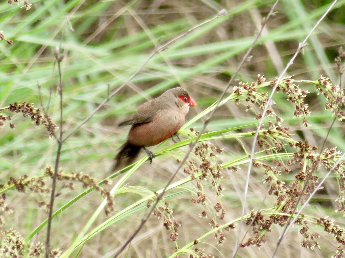 Orange-cheeked Waxbill - ML119666321