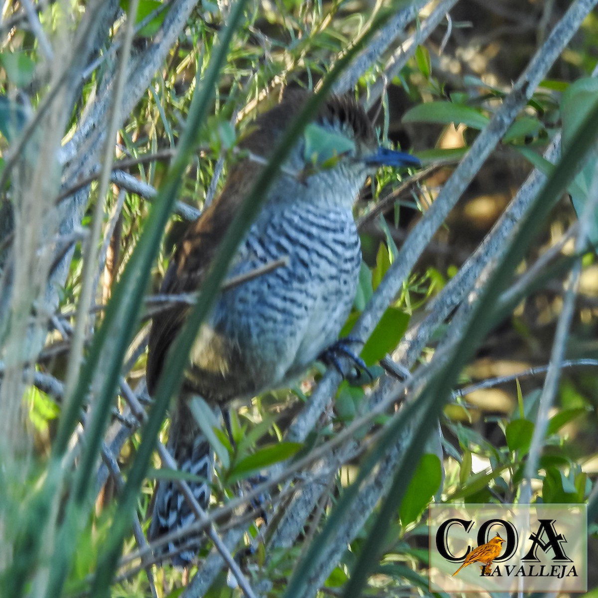 Rufous-capped Antshrike - ML119666401