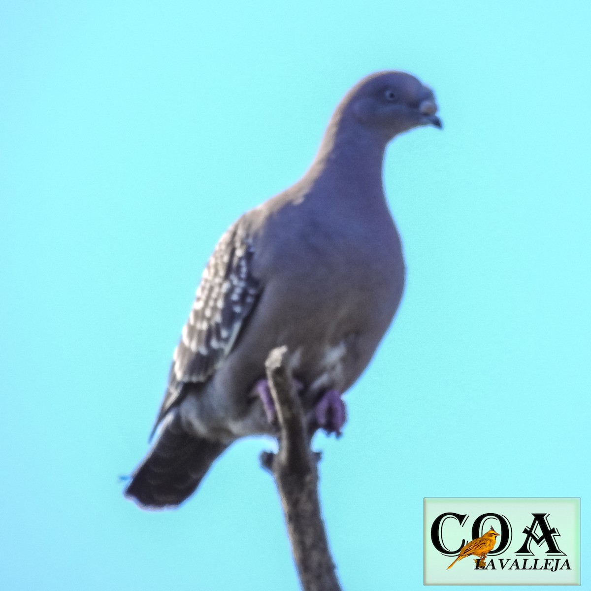 Spot-winged Pigeon - ML119666661