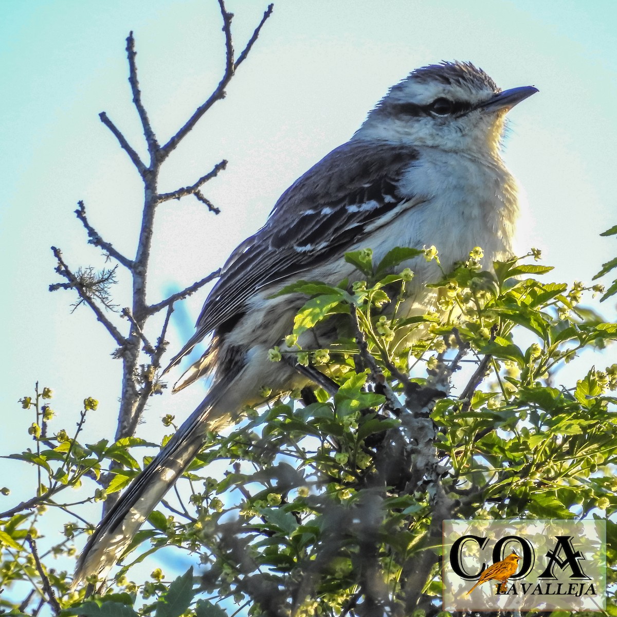 Chalk-browed Mockingbird - ML119667281