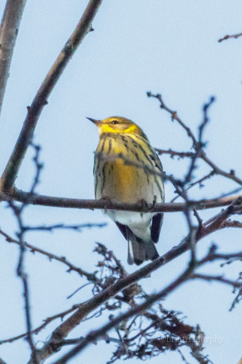 Cape May Warbler - ML119668021