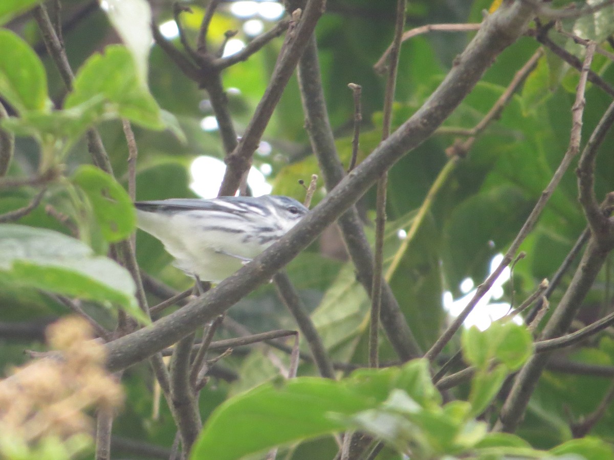 Cerulean Warbler - ML119670211