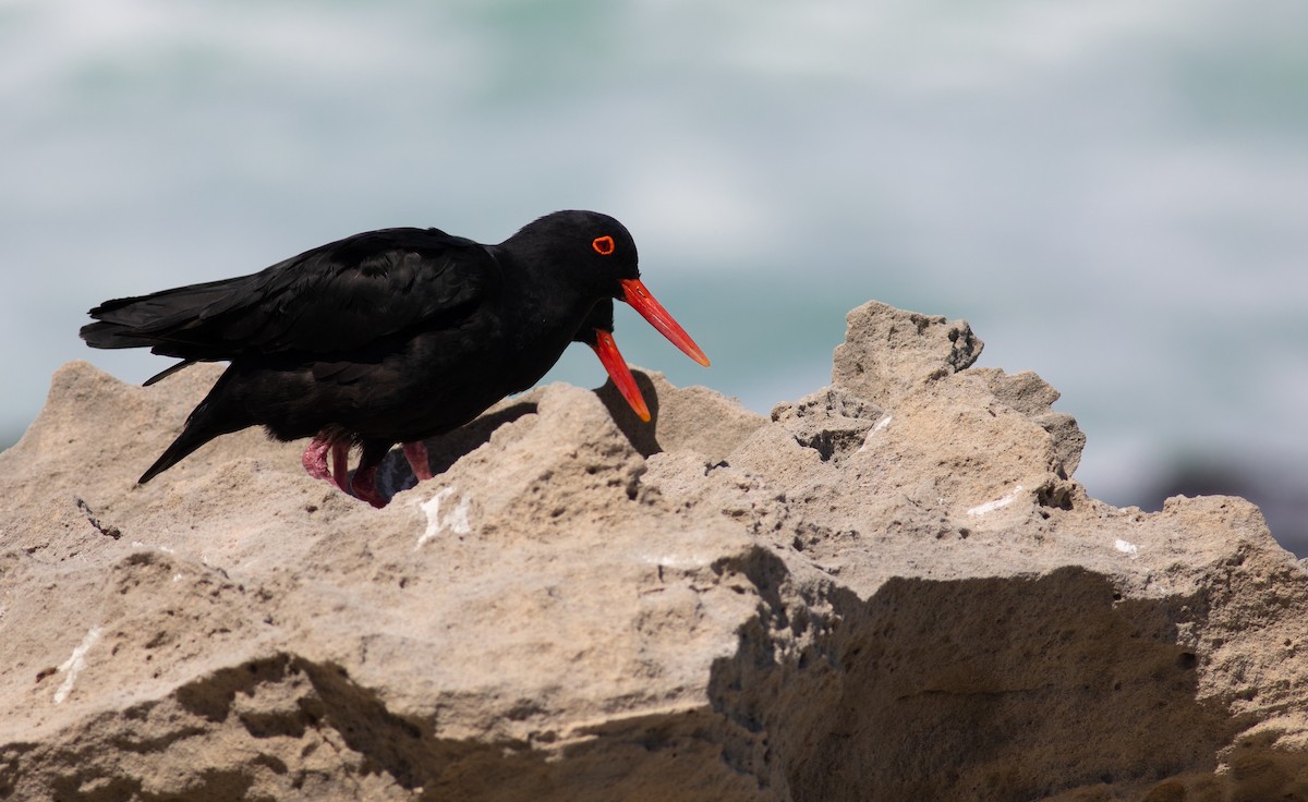 African Oystercatcher - ML119671121