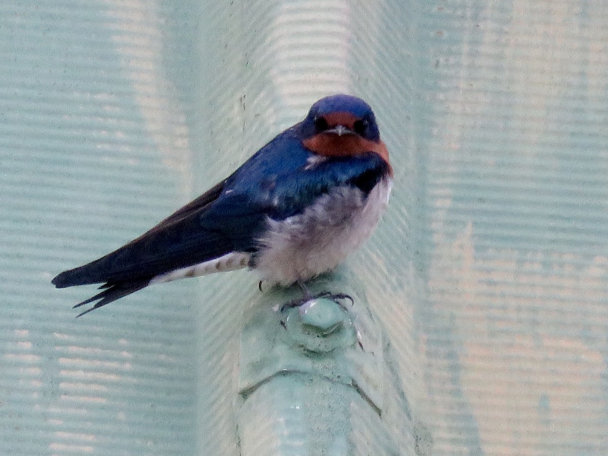 Red-chested Swallow - GARY DOUGLAS
