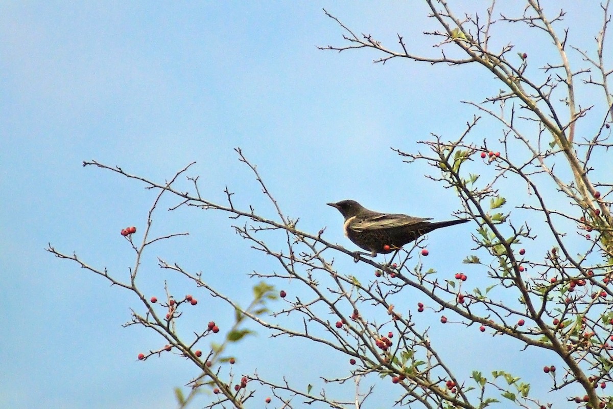 Ring Ouzel - ML119673021