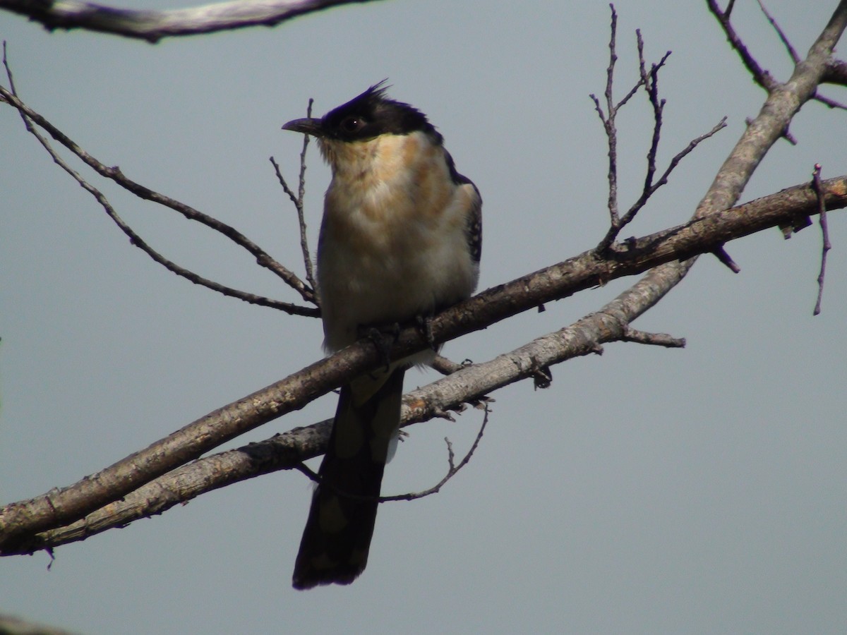 Great Spotted Cuckoo - ML119673581