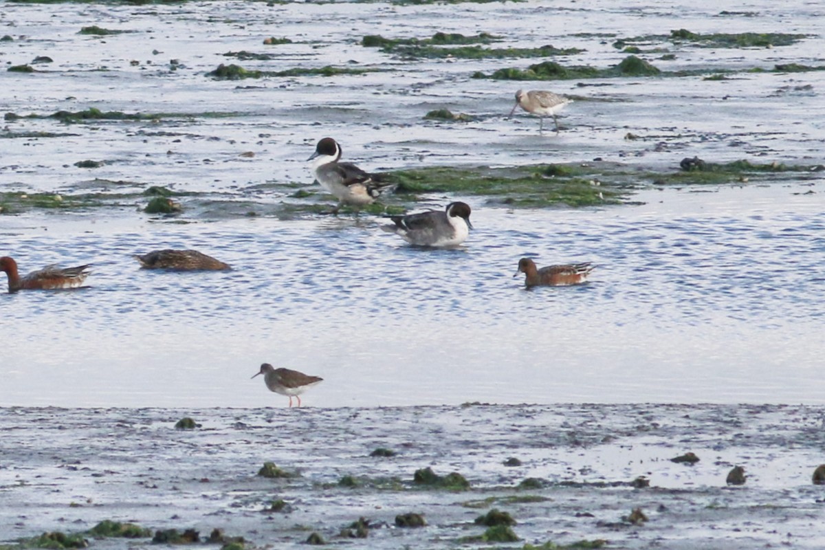 Northern Pintail - Joost Foppes