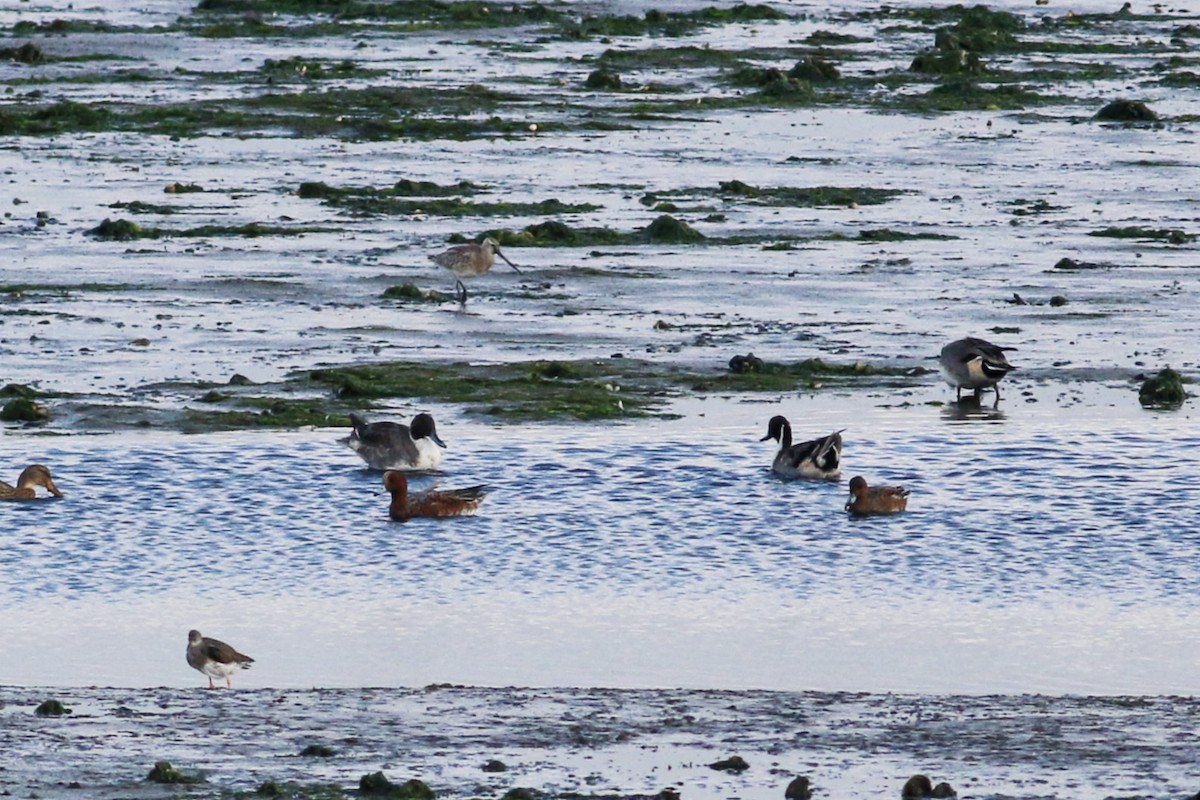 Northern Pintail - Joost Foppes