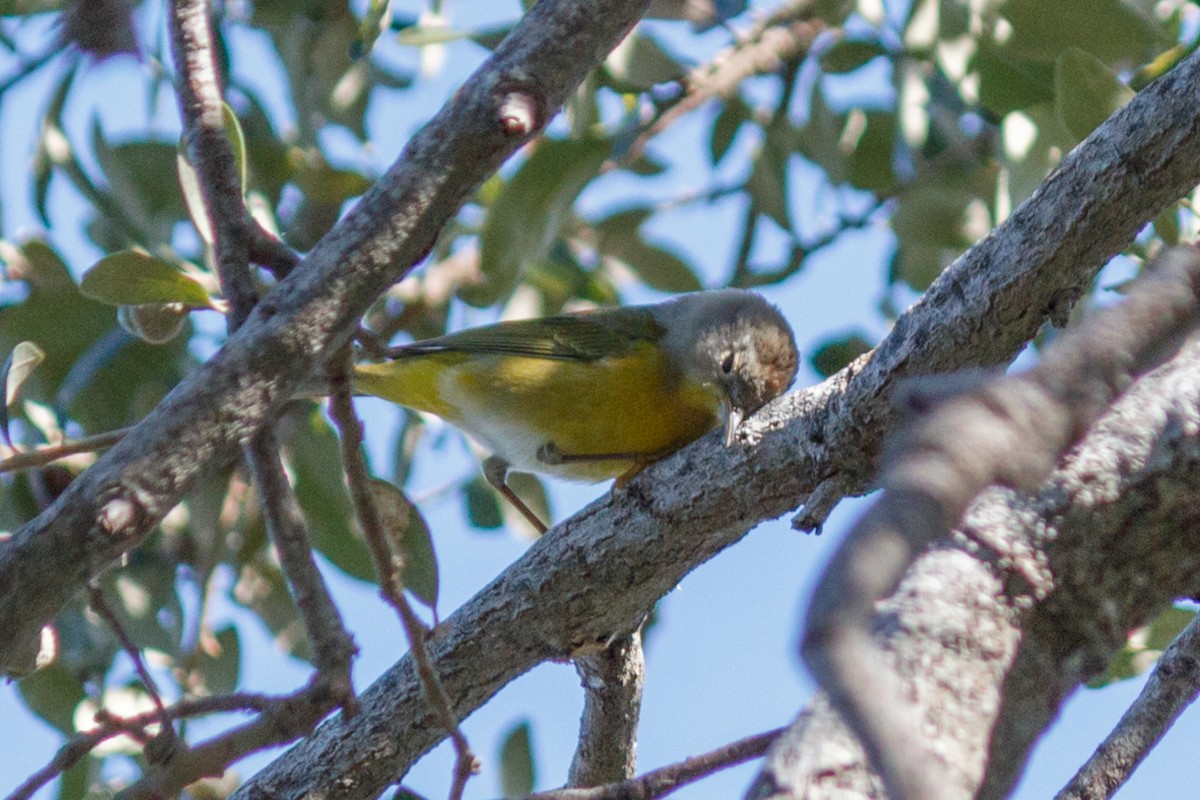 Nashville Warbler - ML119677261