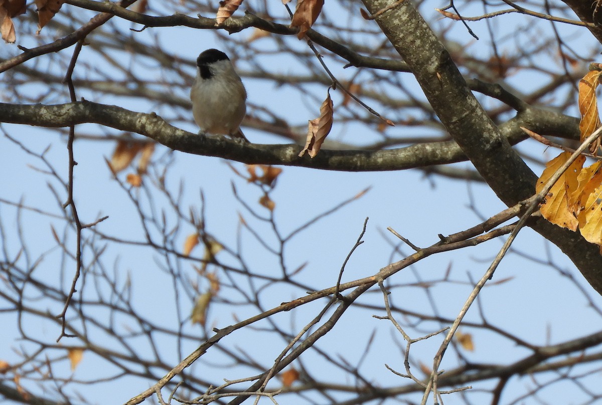 Carbonero Montano - ML119677571