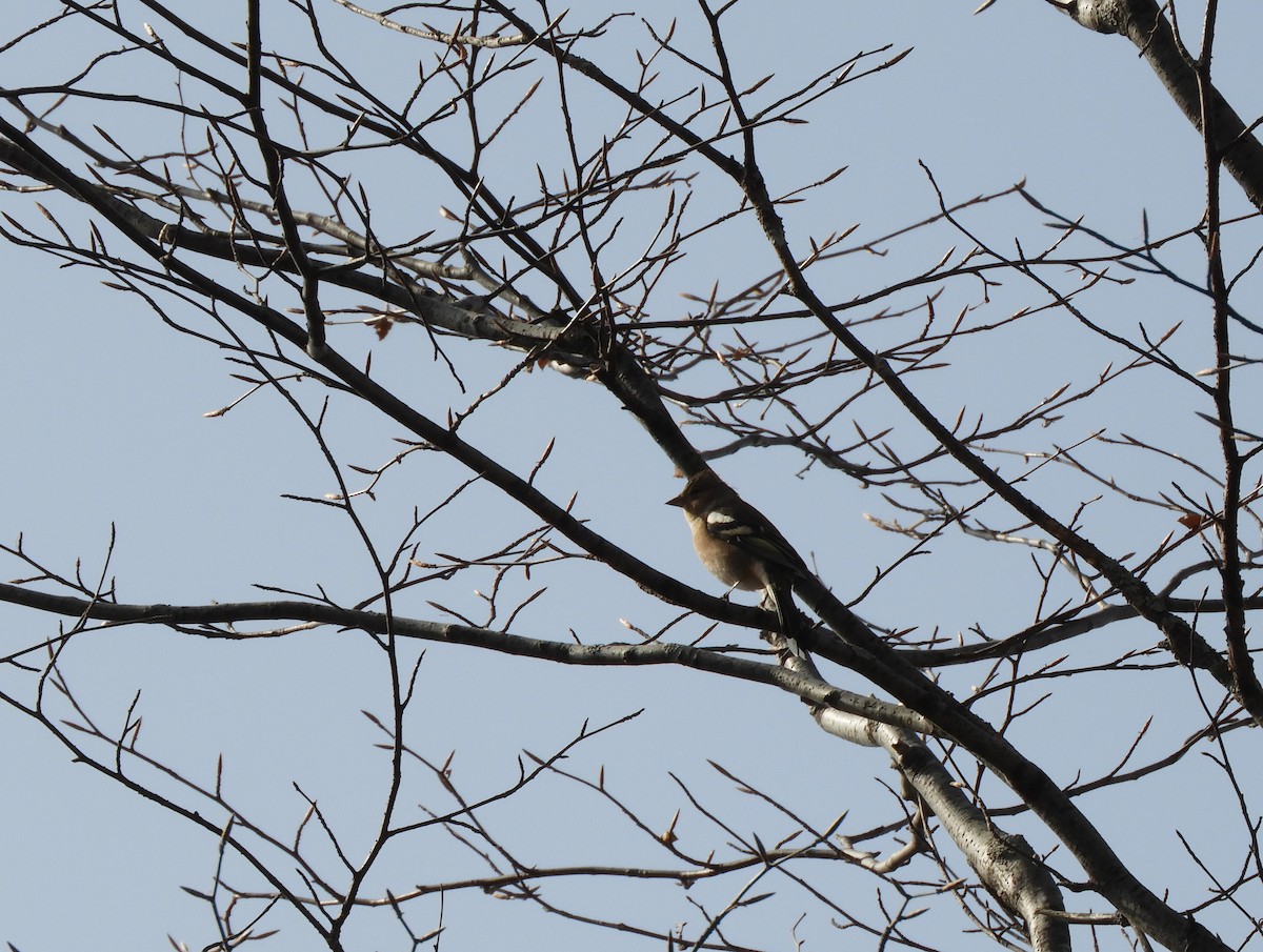 Pinzón Vulgar - ML119677741