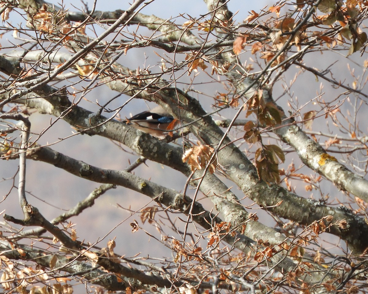 Arrendajo Euroasiático - ML119677841