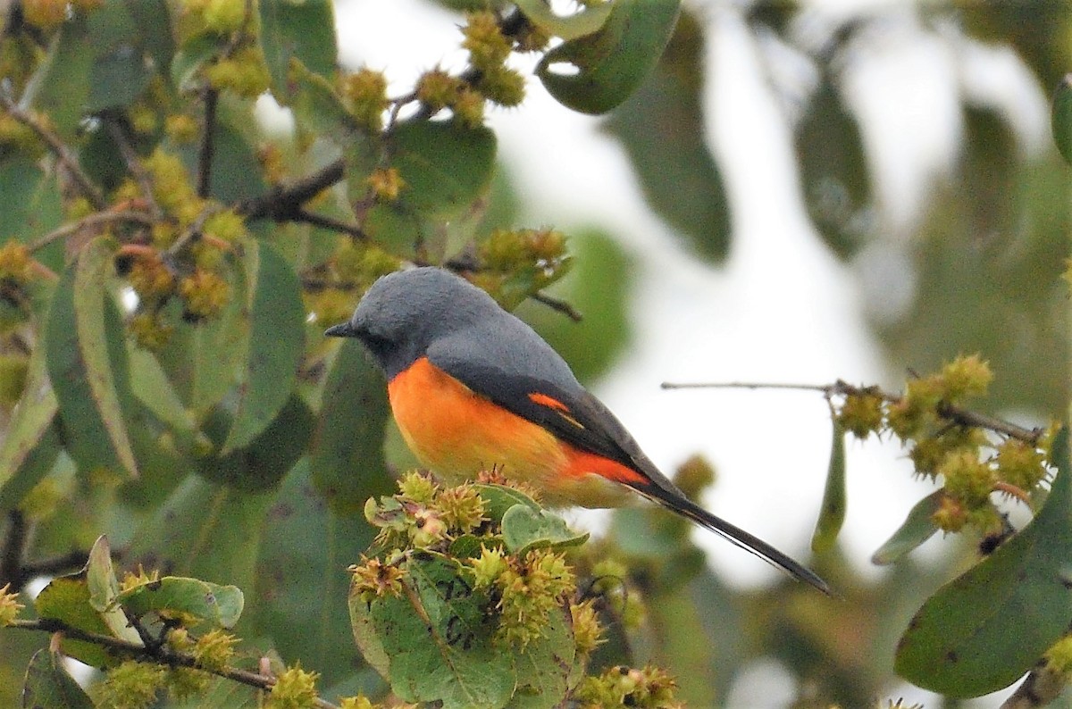 Small Minivet - ML119677901