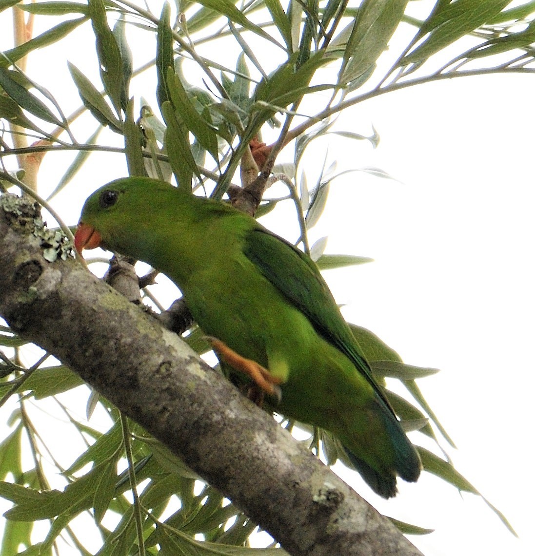 Vernal Hanging-Parrot - ML119677971