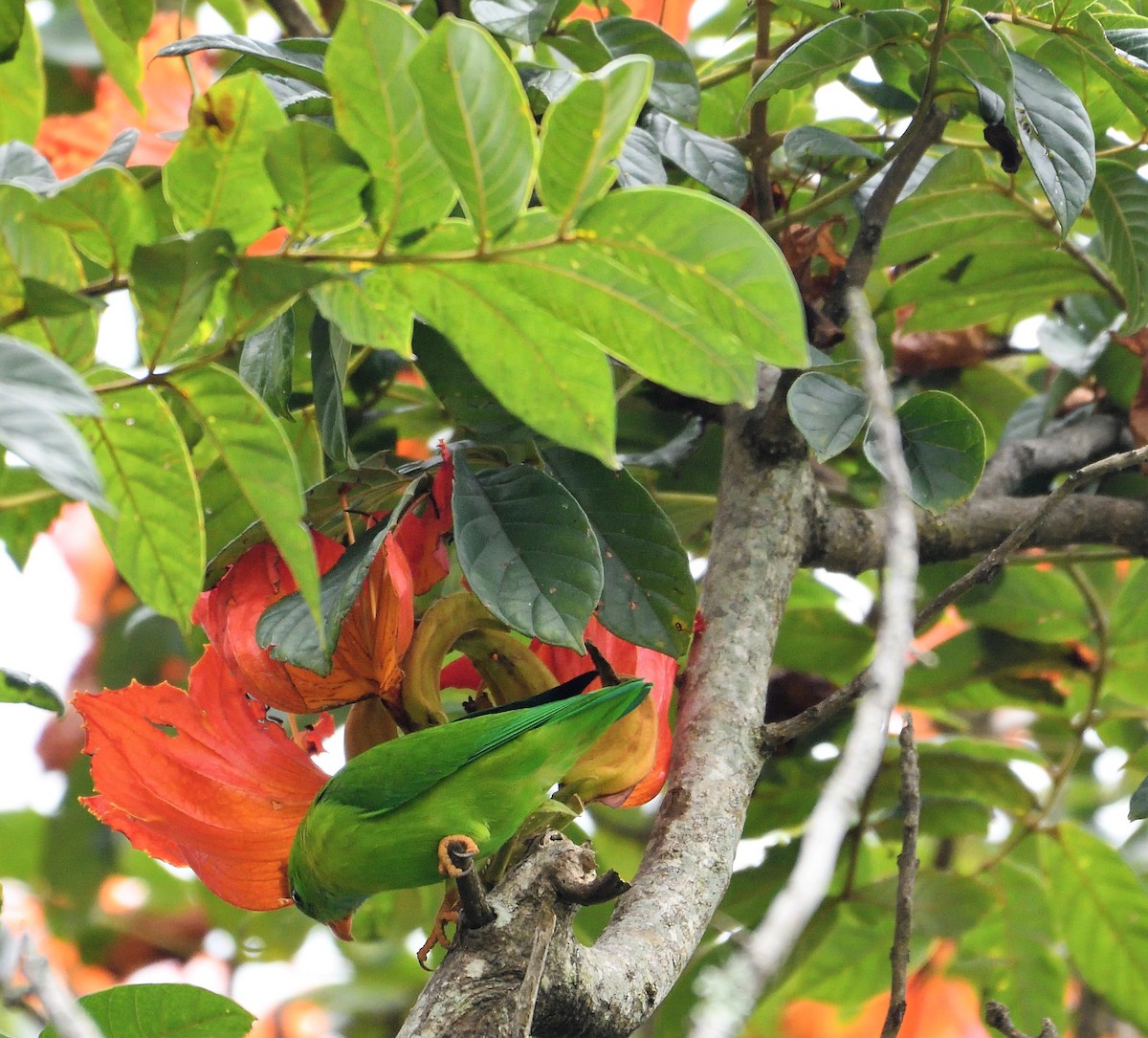 Vernal Hanging-Parrot - ML119678041