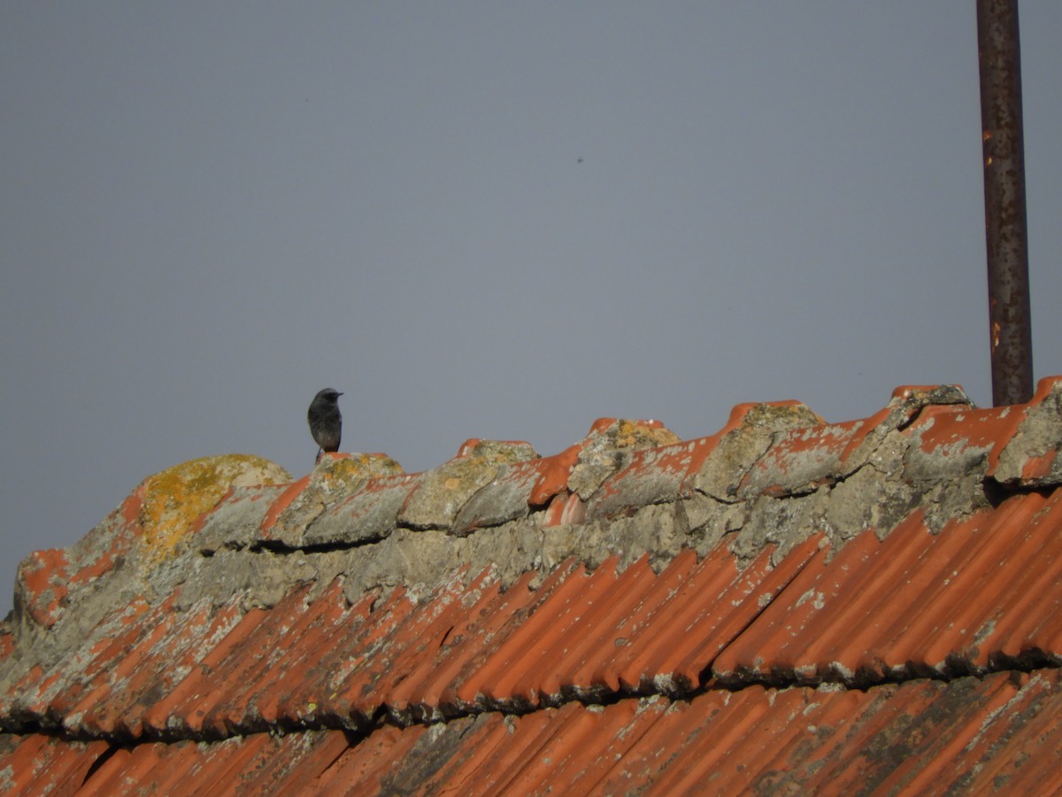 Colirrojo Tizón - ML119678211