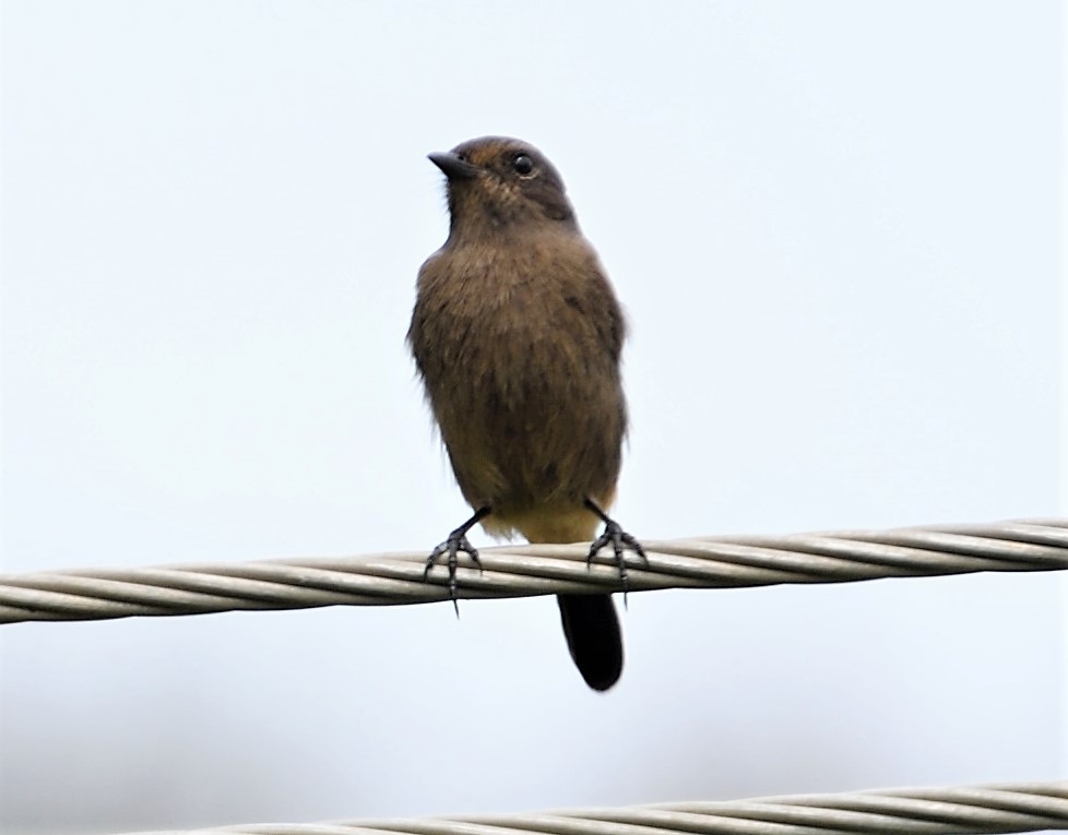 Pied Bushchat - ML119678271