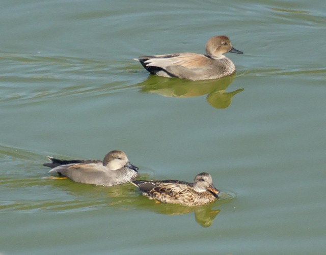 Gadwall - ML119678281