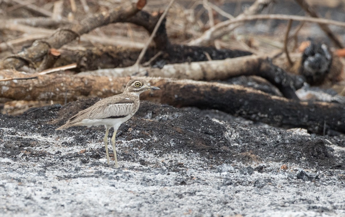 Senegal Thick-knee - ML119678381