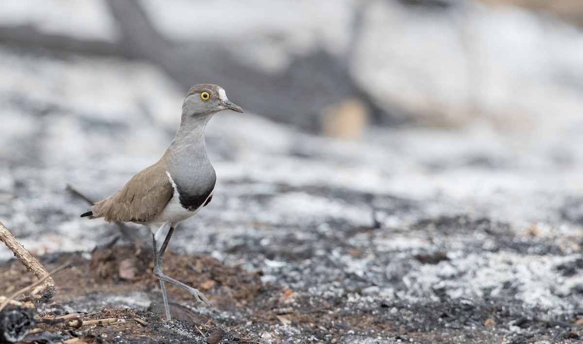 Senegal Lapwing - ML119678451