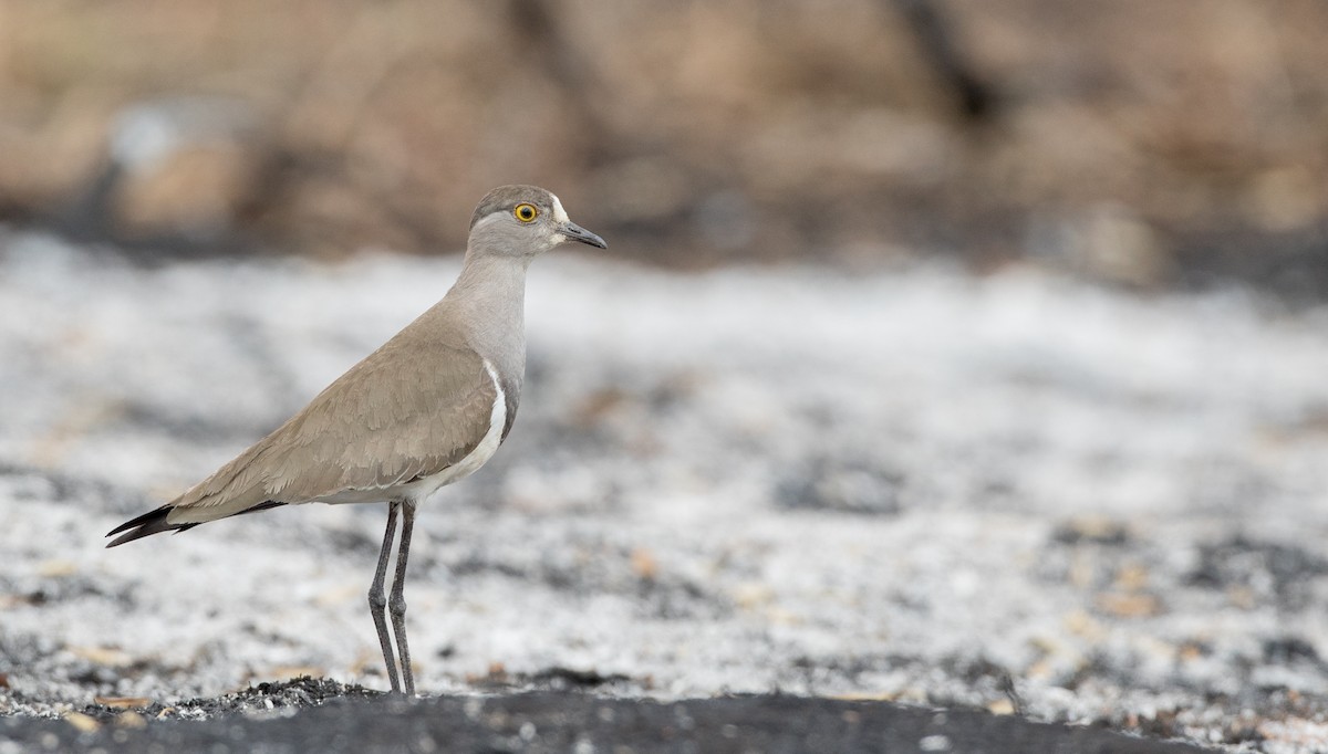 Senegal Lapwing - Ian Davies
