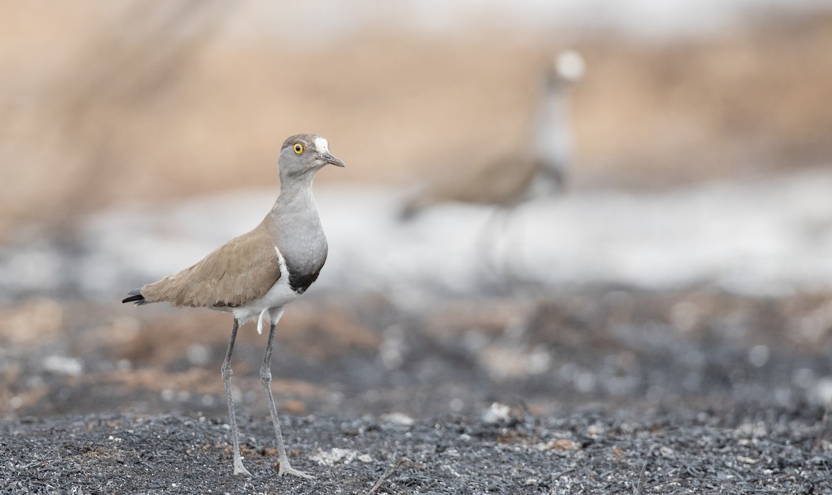 Senegal Lapwing - ML119678511