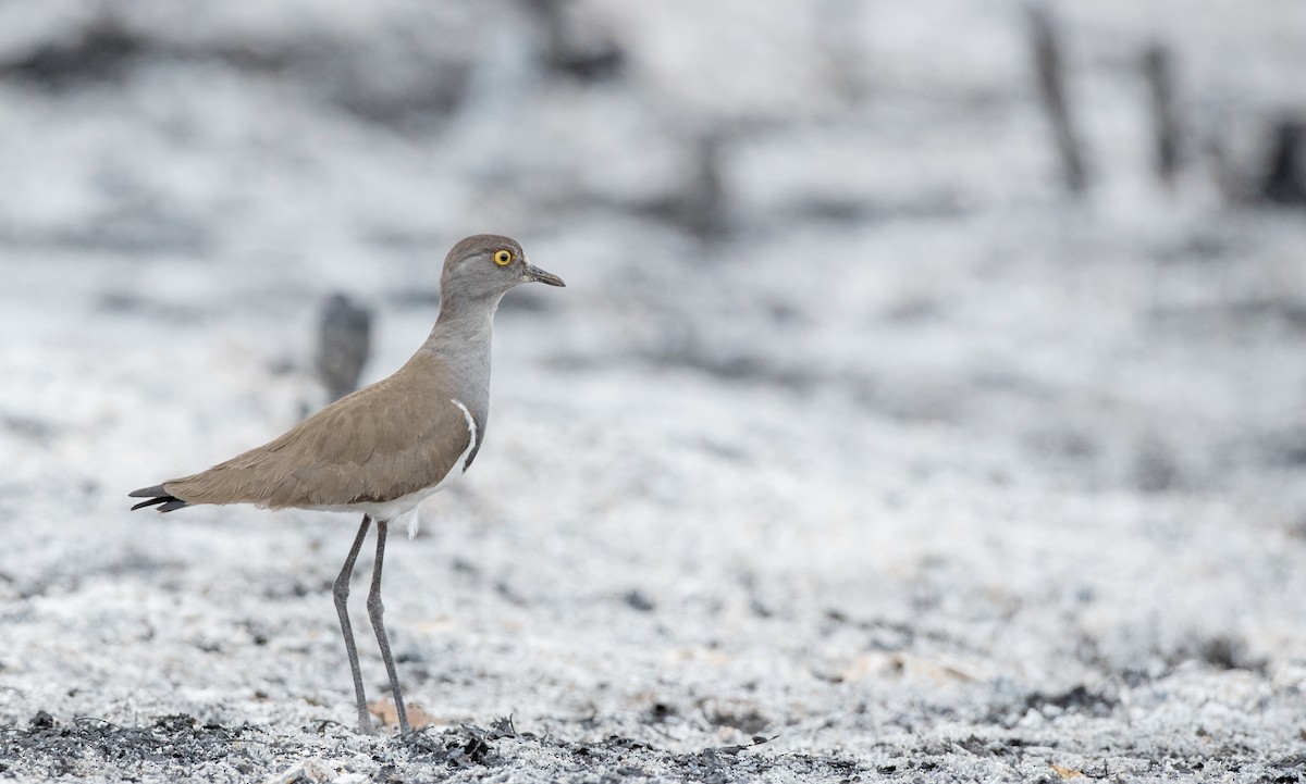 Senegal Lapwing - ML119678551