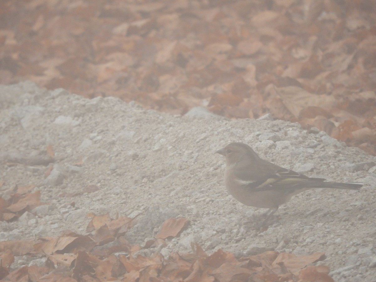 Pinzón Vulgar - ML119679001