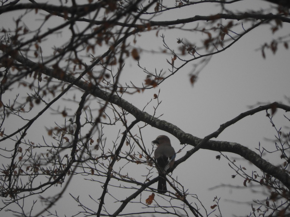 Arrendajo Euroasiático - ML119679201