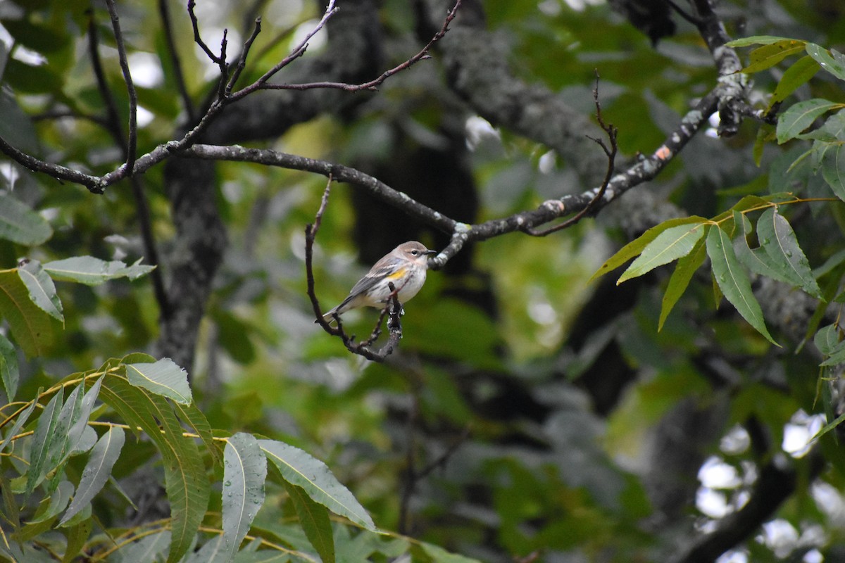 Yellow-rumped Warbler - ML119679261