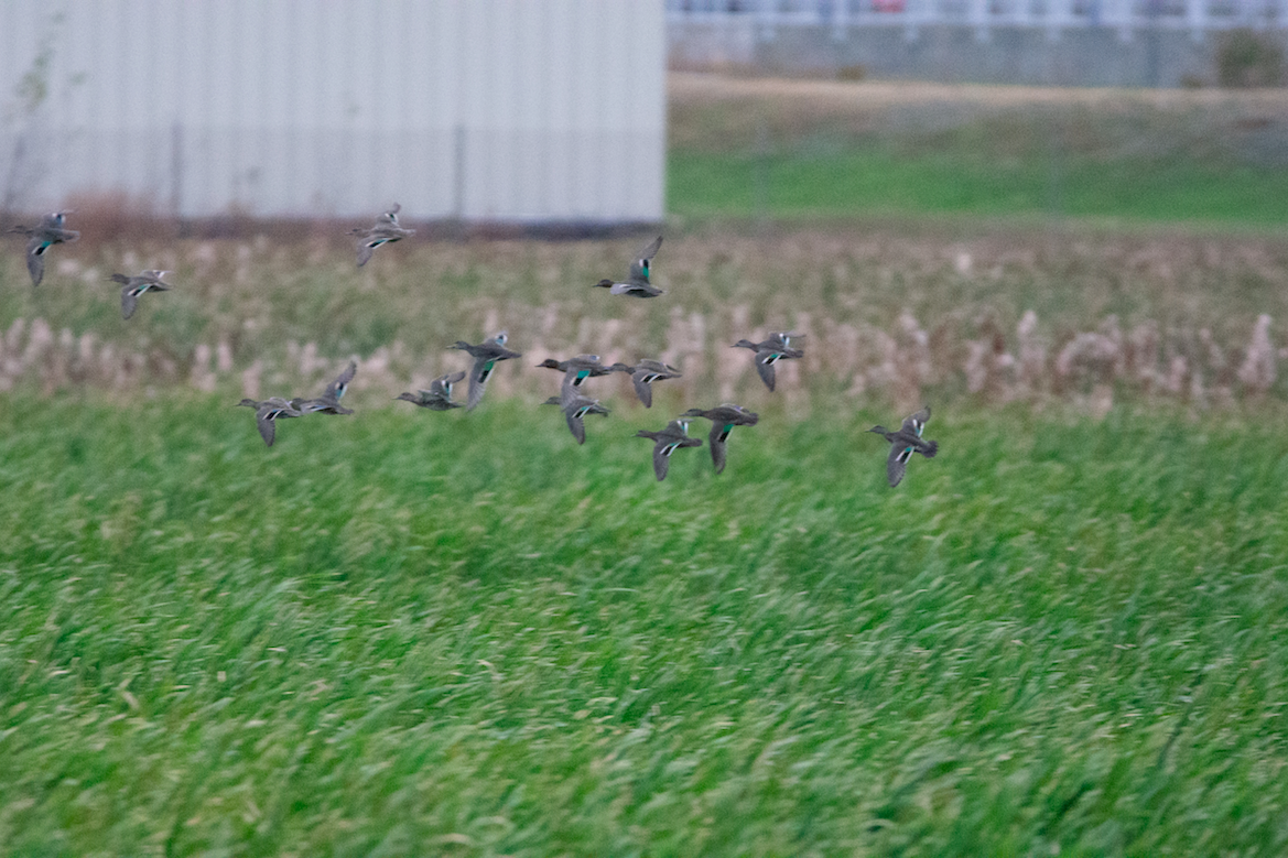 Green-winged Teal - Atticus Soehren