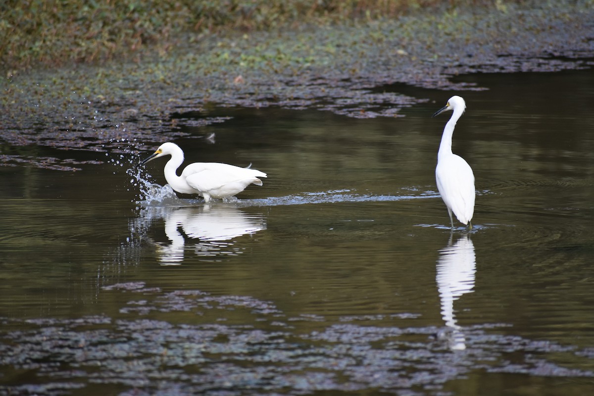 Snowy Egret - ML119683691