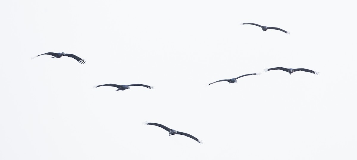 African Openbill - ML119684361