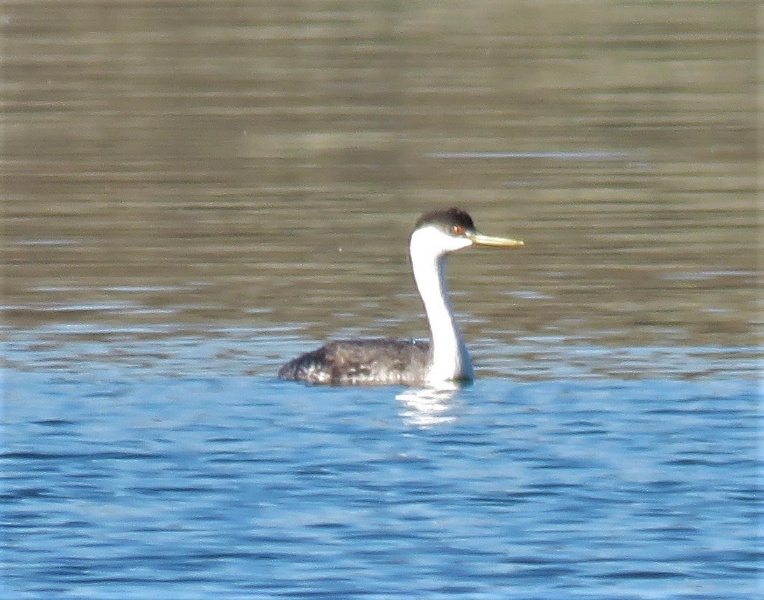 Western Grebe - ML119684371