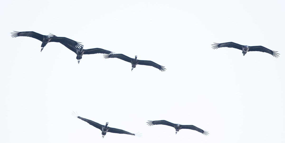 African Openbill - ML119684381