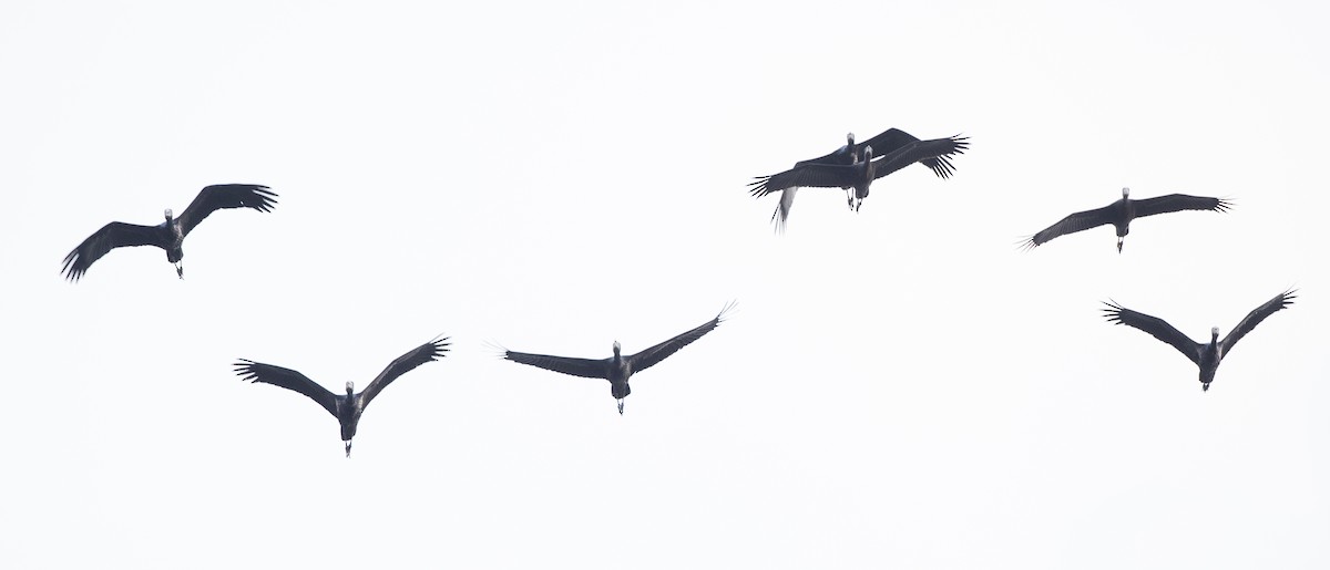 African Openbill - ML119684401