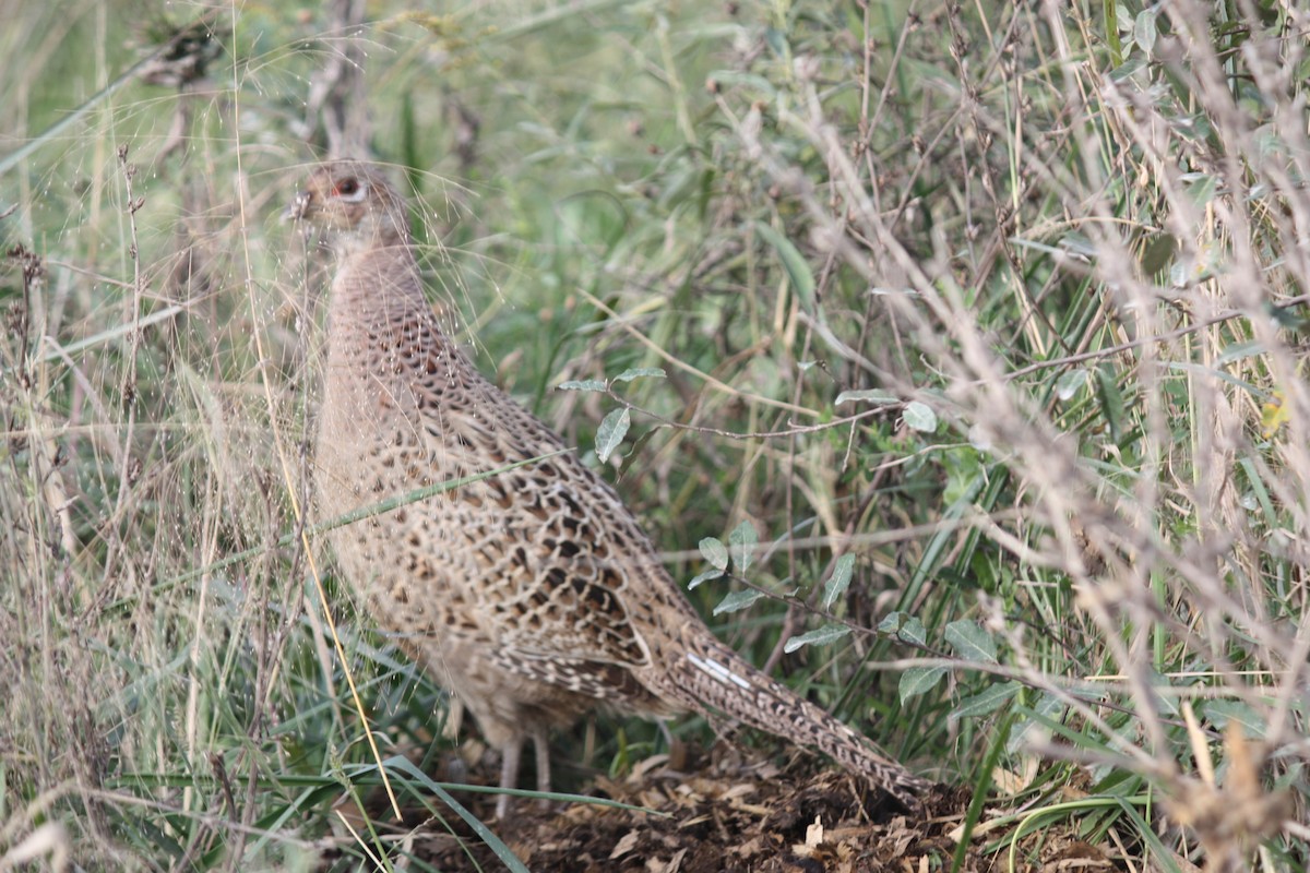 Ring-necked Pheasant - ML119685671