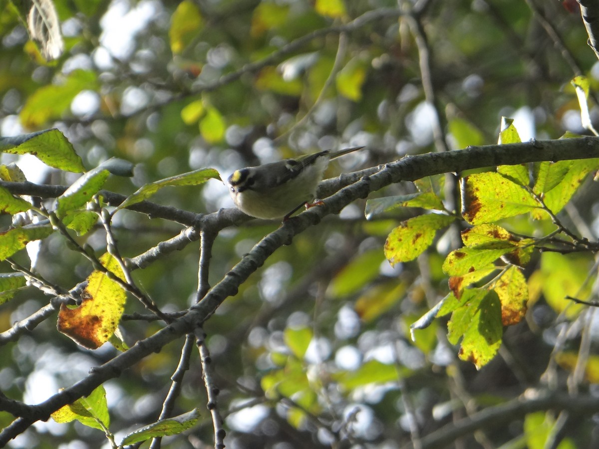 Golden-crowned Kinglet - ML119687061