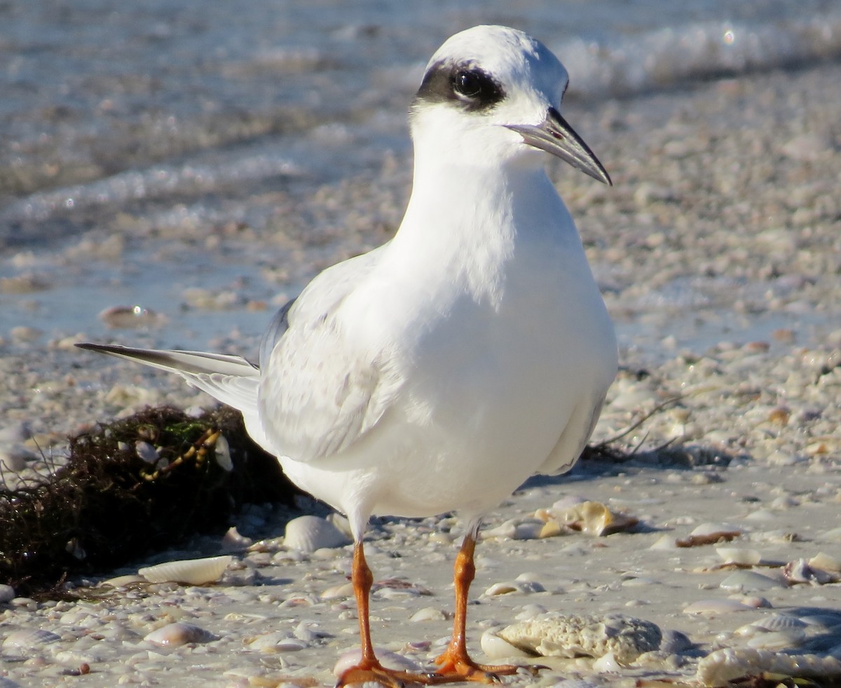 Forster's Tern - ML119687121