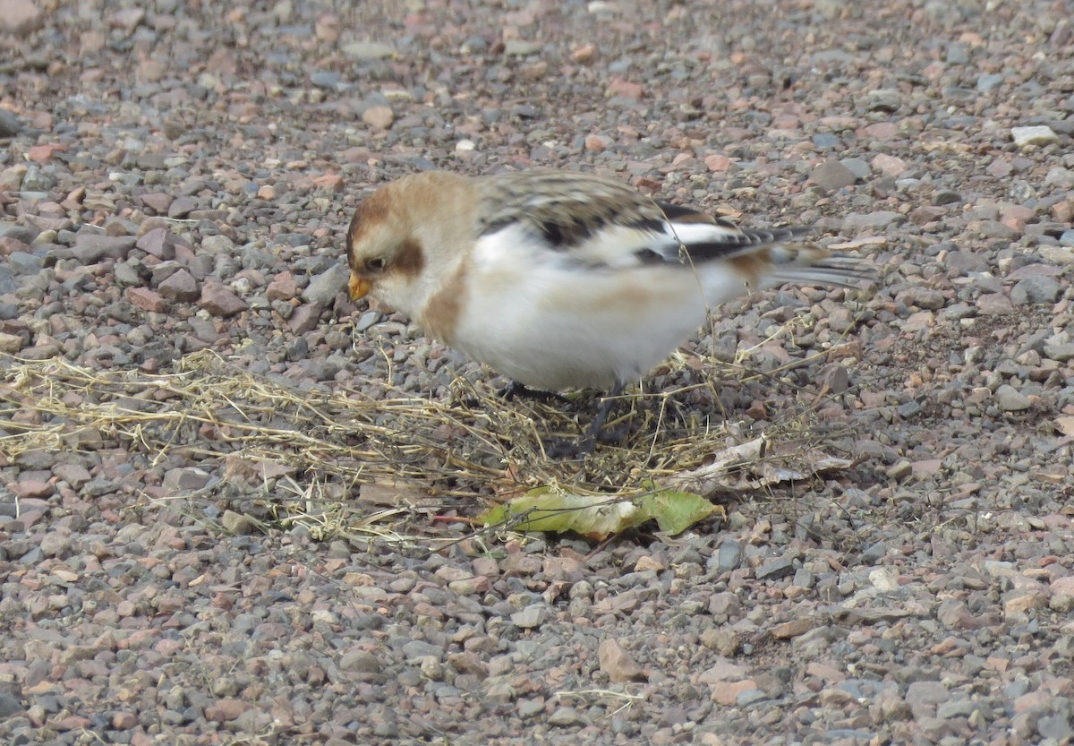 Snow Bunting - ML119688631