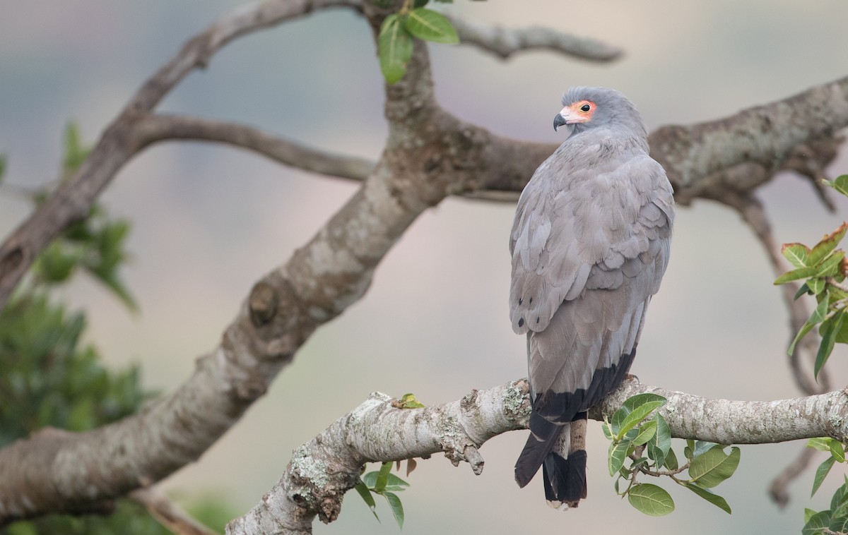 African Harrier-Hawk - Ian Davies