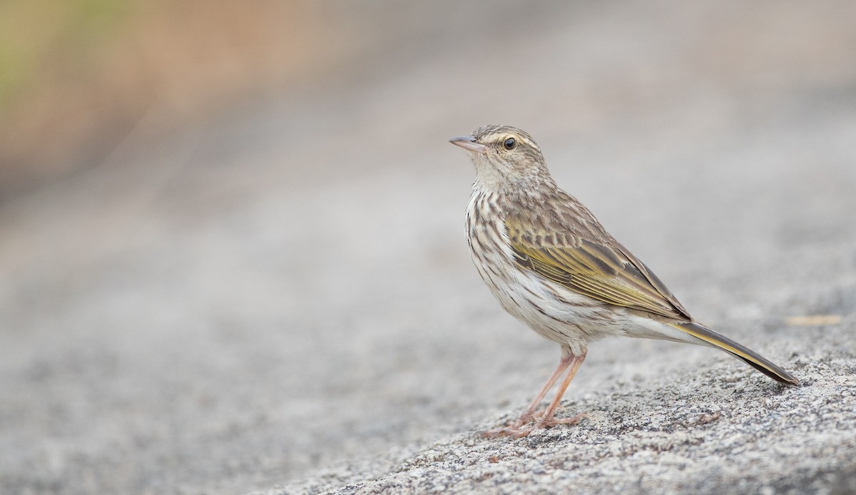 Striped Pipit - Ian Davies