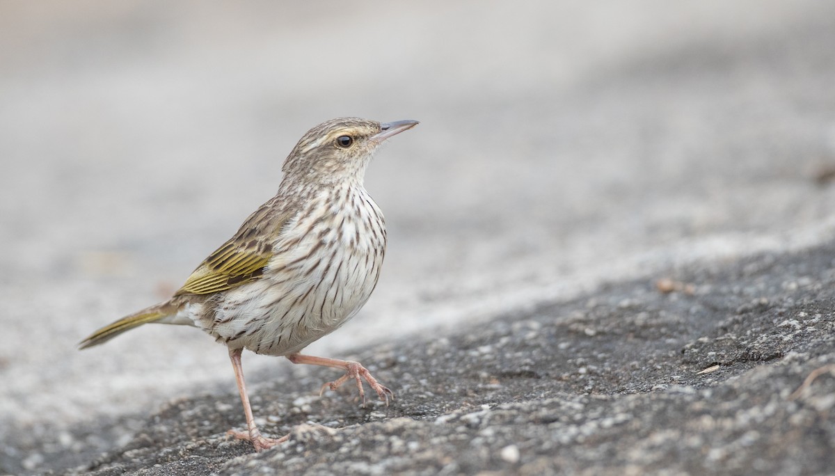 Striped Pipit - Ian Davies