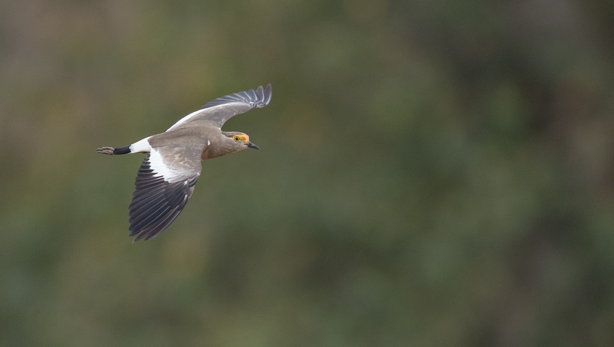 Brown-chested Lapwing - ML119690211