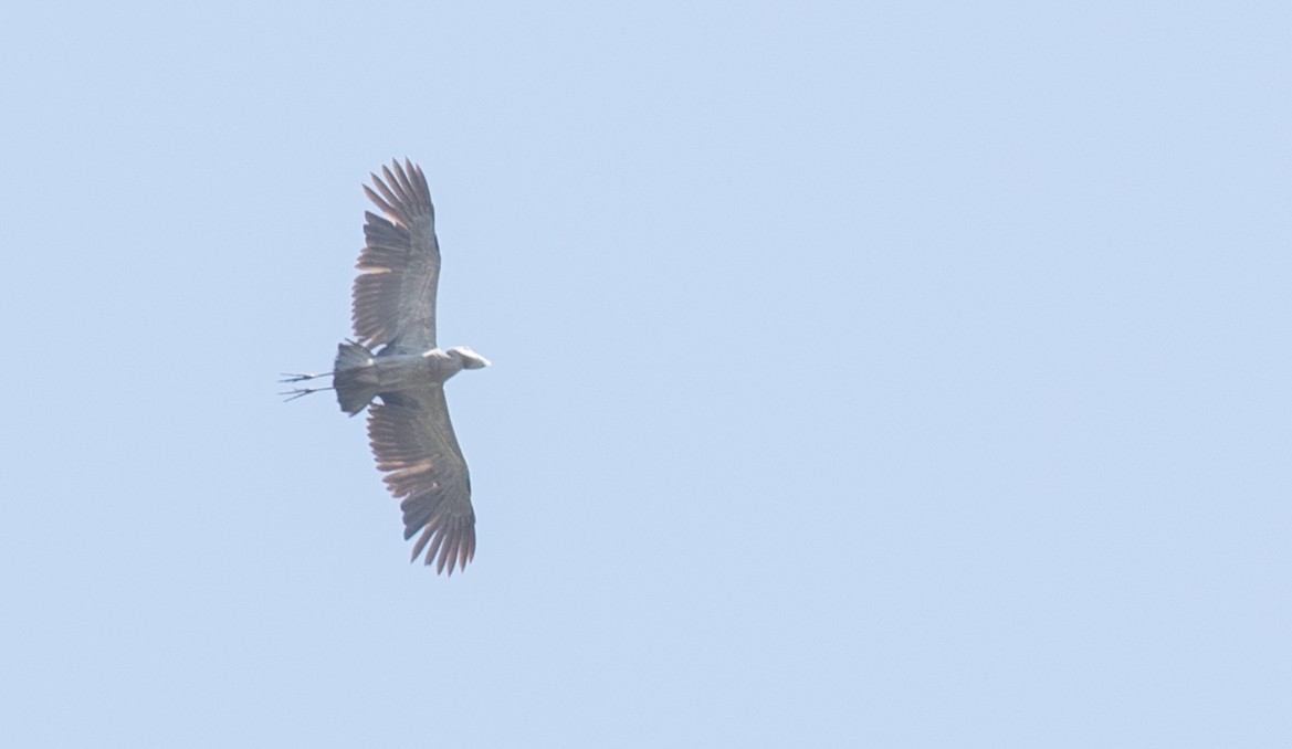 Shoebill - ML119690761