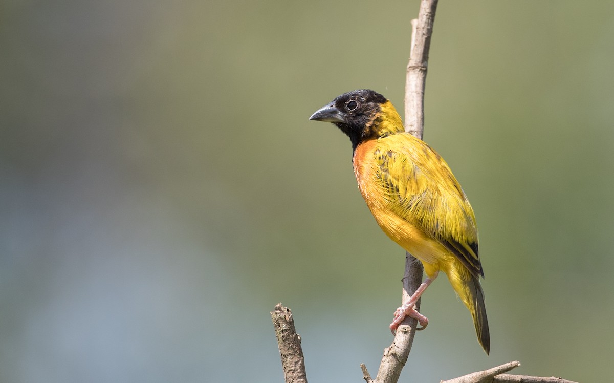 Black-headed Weaver - ML119690771