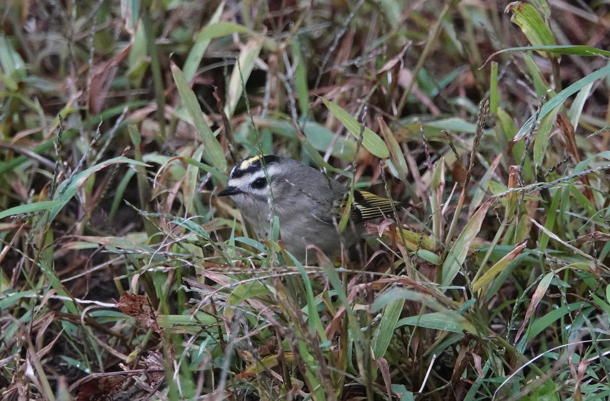 Golden-crowned Kinglet - ML119691221