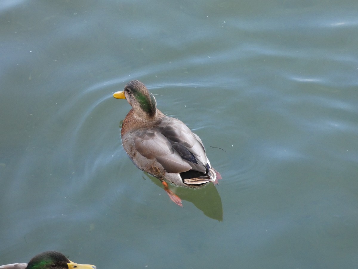 Mallard x Mexican Duck (hybrid) - ML119691451