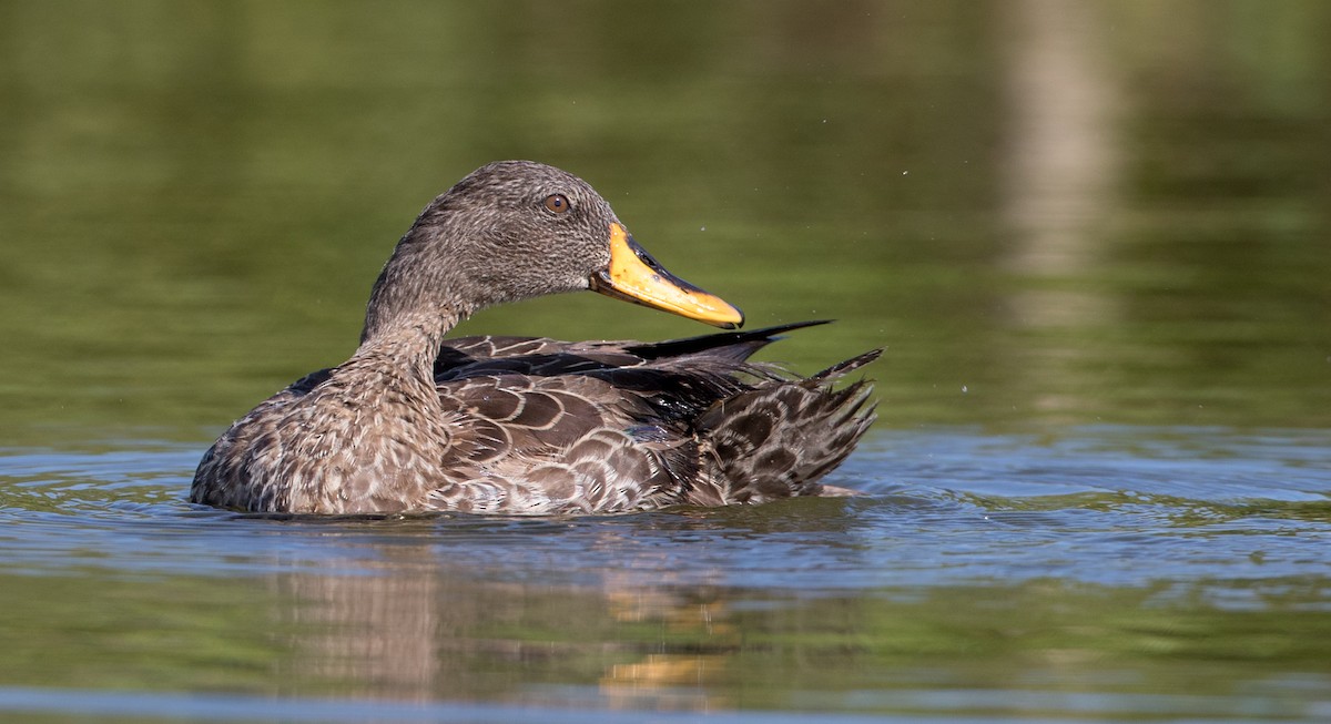 Yellow-billed Duck - ML119691671